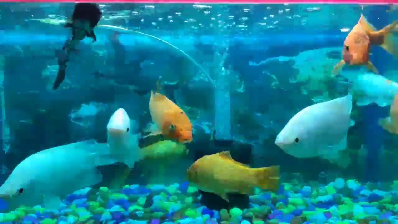 colourful fish in water status video song 