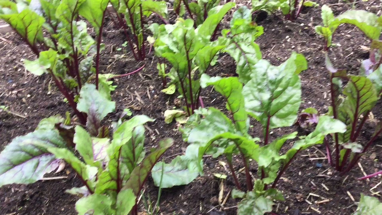 የቀይስር አተካከል|Grow Beetroot at home