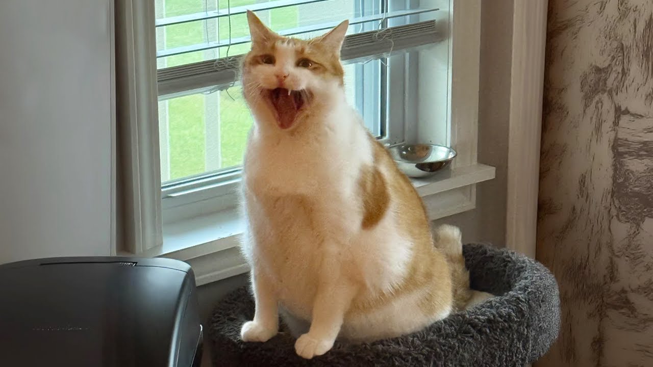 Top Funny Cat Videos 😂 Best Daily Compilation – Try Not To Laugh
