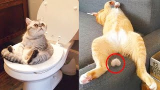 Cute and Funny Cat Videos to Keep You Smiling | Cool Pets