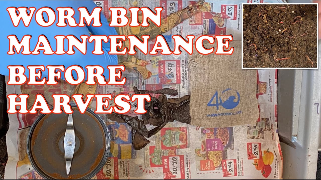 Prepping Worm Bin Before Harvest + Last Feeding & Mite Time Lapse Worm Farm