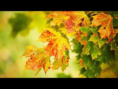 Видео: Почему листья меняют цвет осенью