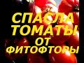 ЭТОТ СУПЕР СПОСОБ СПАС МНЕ УРОЖАЙ ТОМАТОВ ОТ ФИТОФТОРЫ !!!