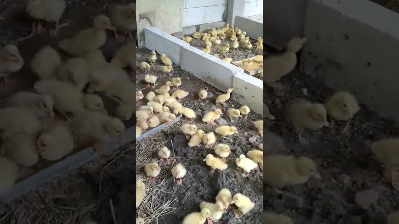 Anak An Bebek Baru Netas bebekpedaging ternakbebekpeking ternakbebek 