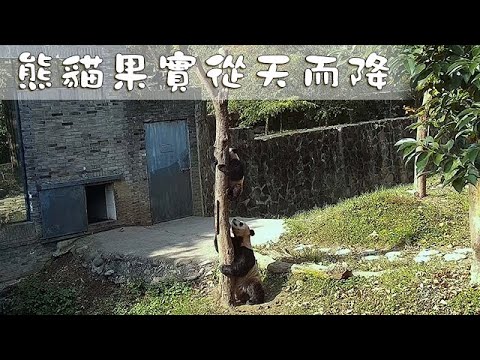 《熊貓早晚安》熊貓果實從天而降 | iPanda熊貓頻道