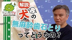 りんごの樹動物病院 Youtube