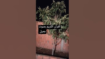 القرآن الكريم بصوت جميل #قرآن #اكسبلور #لايك #اكسبلورر #تيك_توك #اكسبلورفولو