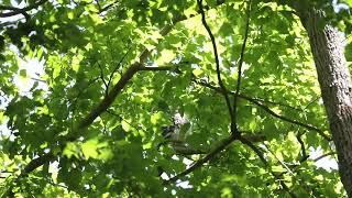 Closeup of Owlet Ash up in a Maple Tree | Barred Owl Cam | 5/25/23