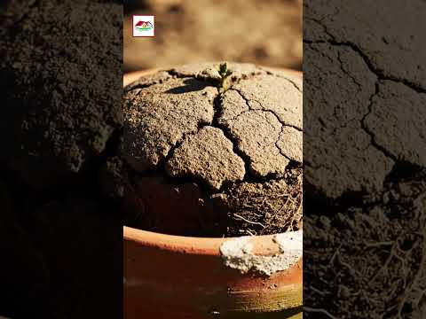 পুরনো মাটি আবার ব্যবহার করবেন? | How to Reuse Old Potting Soil 🌿