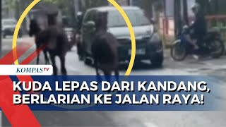 Tali Pengaman Putus, 3 Ekor Kuda Lepas Berlarian ke Jalan Raya