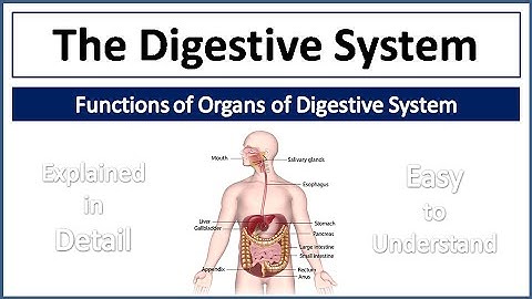 Digestive System | Organs of Digestive System & their Functions | Explained in Detail and Simple way