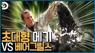 손을 물어버린 메기!는 베어가 회쳐버렸으니 안심하라구~ [Man vs Wild]