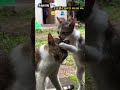 chahe wo janwar kiu na ho..🥺 #ytshort #cat #shortvideo