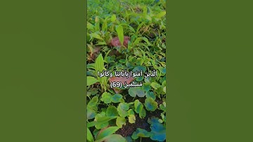 #سورة_الزخرف