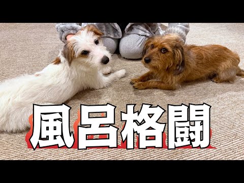 弟犬、初めてのお家シャンプー|多頭飼い・石鹸シャンプー