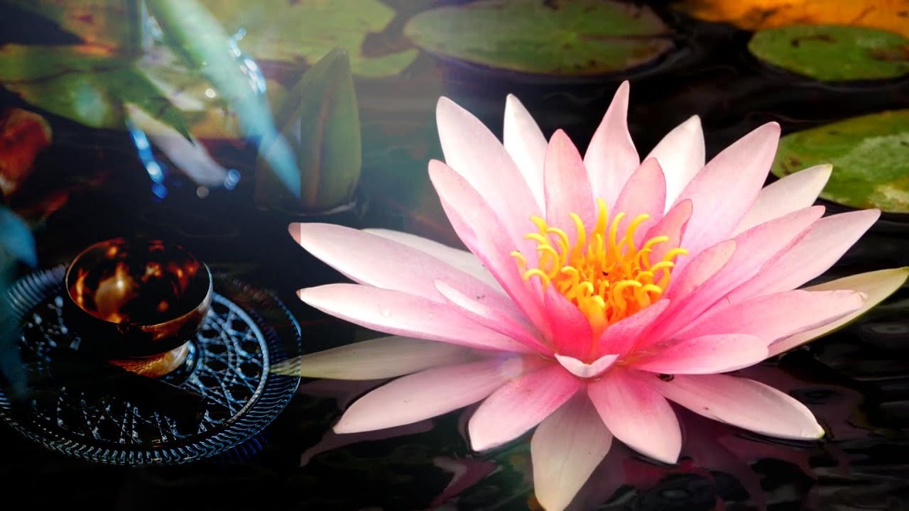 Tibetan Singing bowl with water Sounds Removing Negative Energy