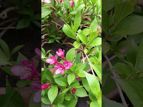 Weigela Picobella Rosa. This Is A Beautiful New Variety Of Dwarf Shrub, And It's Now In Bloom!