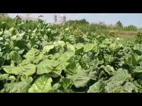 Рубка махорки. Начало уборки махорки. - YouTube