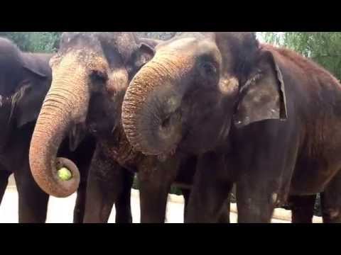 Elephants eating watermelon (full mouth)
