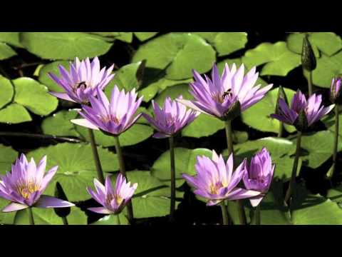 Nil Se'n La cover Celtic Woman's Version