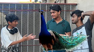 Mor Wapsi Krdiagussa Hogya Vampire