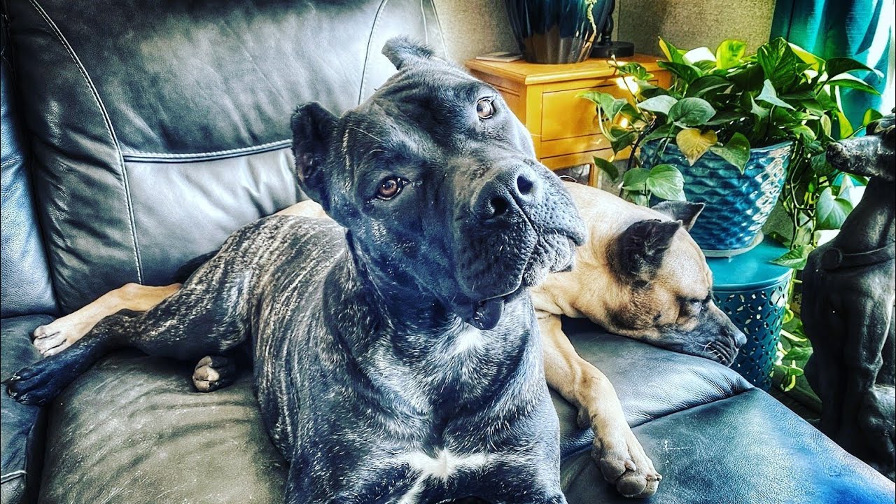 merle cane corso for sale