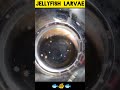Jellyfish larvae | Sea lice | Animal | Science and Technology | #shorts | Medium | Biology | Zoology