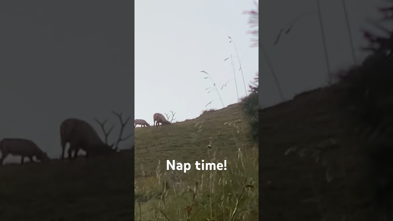 Big bull elk beds down in the open after raking the perfect spot!