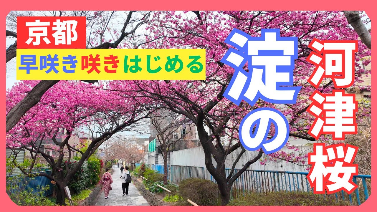 sts京都に 京都】早咲きが咲き始める『淀の河津桜』🌸3月12日 京都/伏見区/淀 4K