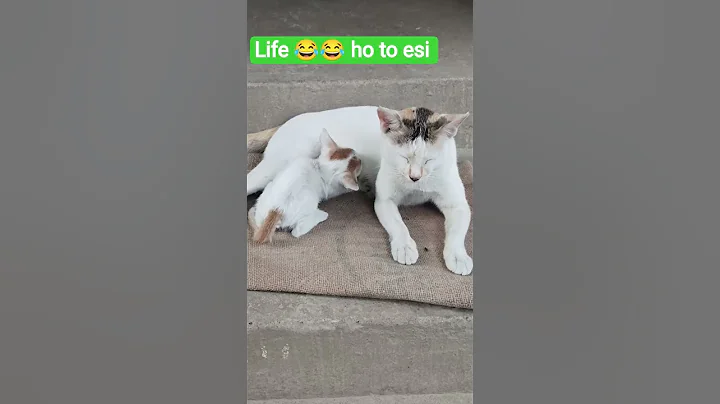 Video 11786261: cat cutecat pets funnycats, funnycat cat pet cute, cat pets cutecat funny