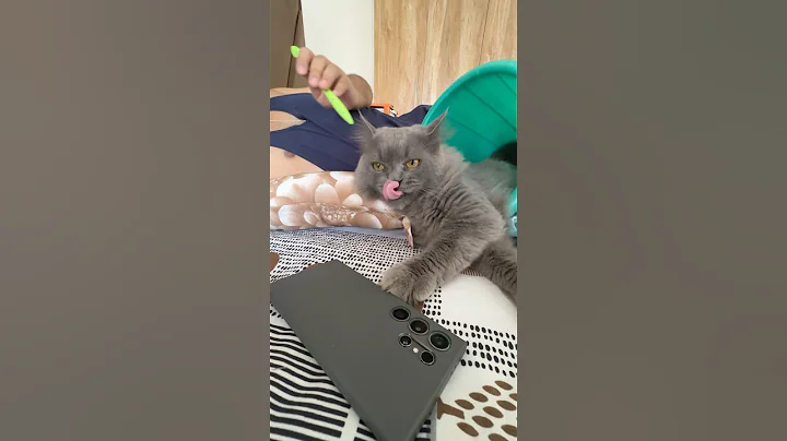 Watch the video about Oscu❤️#trending #cat #cutecat #viral #cute #song #new #persian #cartoon #cartoon #kitten