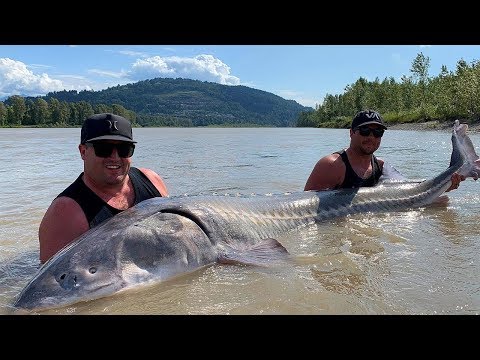 10 Of The World’s LARGEST Freshwater Creatures!