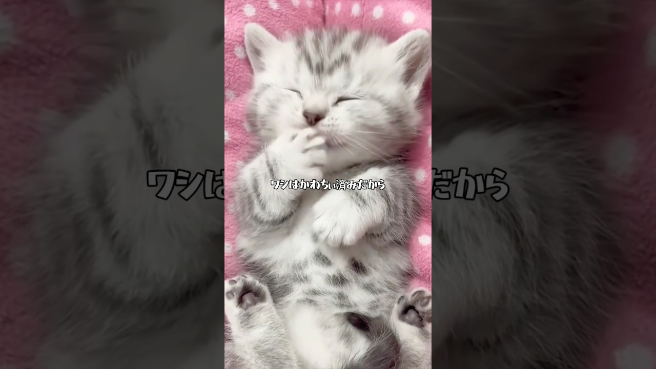 A cat whose catchphrase is 
