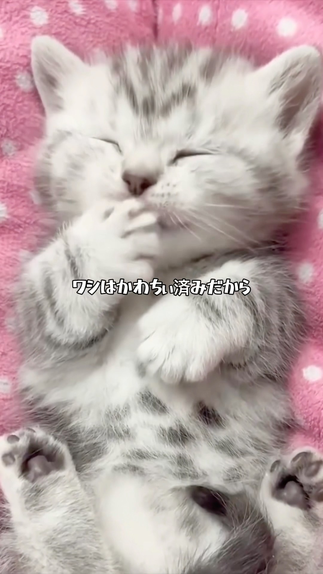 A cat whose catchphrase is 