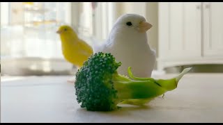 Canary Birds enjoys their delicious meal.