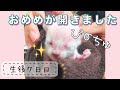 【生後7日目】おめめが開いたよー！【未熟児子猫成長日記】【Kittens Grow Up Vlog】