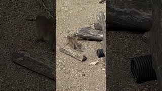 At flamingo park #videoideas #fun #adventure #louistomlinson #animmals #observer #foryourpage