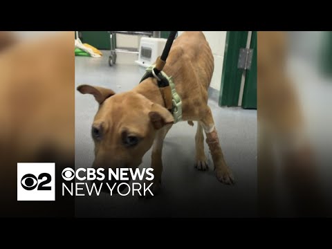 Malnourished dog abandoned on Long Island