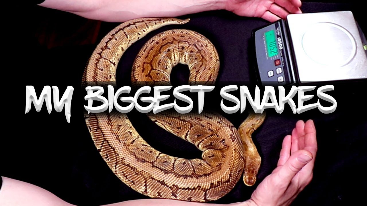 How Big do Ball Pythons Get? (Let's See!) YouTube