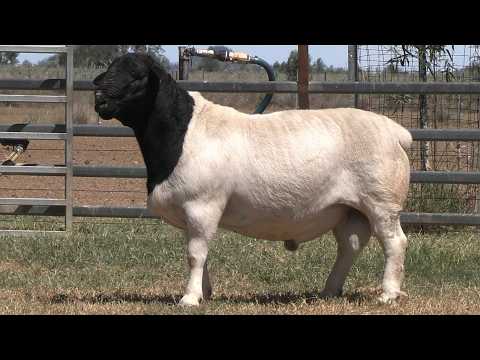 LOT 61 - AMARULA 244778 - CHARLEVILLE SALE TEAM 2026