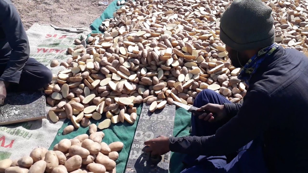 زراعة البطاطس الصيفي من الألف إلي الياء