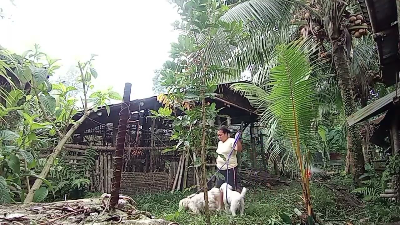 Cebuana, mag-aalaga ulit ng baboy!? #subscribe #subscribers #farming #pig #cebuana 