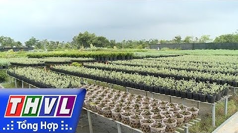 THVL | Nông dân làng hoa Sa Đéc tập trung sản xuất hoa tết Mậu Tuất 2018