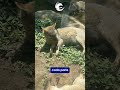 🦁 UKUMARÍ + TERMALES SANTA ROSA 1 DÍA ♨️ Bioparque, Cascada Termal y Relax 🌿
