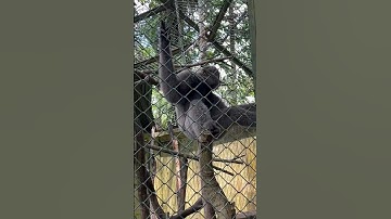 Gibbons #gibbons #balizoo #cute