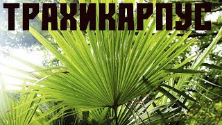 Трахикарпус -  веерная пальма.