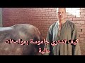 مع المتألق محمد رمضان وكيف تشتري جاموسة بمواصفات عالية مع المتألق محمد رمضان وكيف تشتري جاموسة بمواصفات عالية