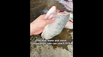 Fish Fillet Machine For Tilapia- High yield rate