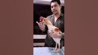pemetik Ayam aduan