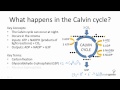 Photosynthesis and the Calvin Cycle Quiz